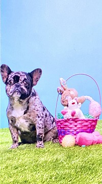 French bulldog Target