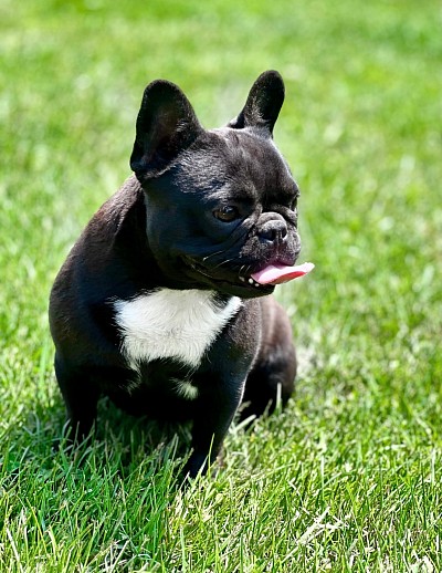 Black French bulldog