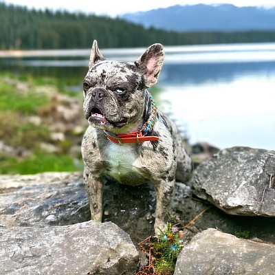 Merle french bulldog Pennsylvania