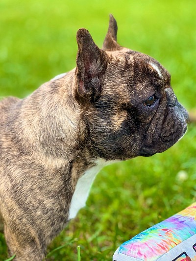 Brindle Frenchie stud