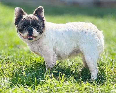 Blue fluffy French bulldog