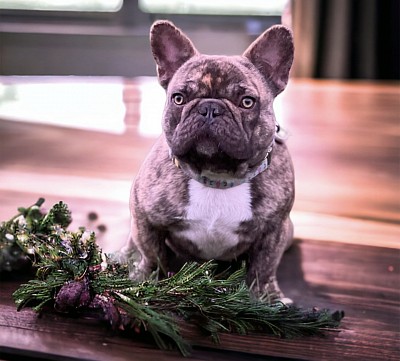 Chocolate brindle French bulldog Pennsylvania