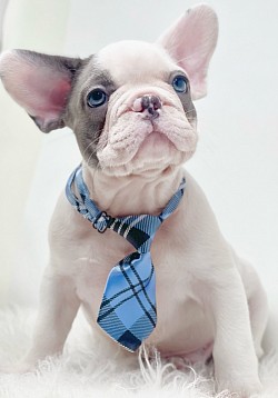 Piglet..Blue Pied Male..$3200
