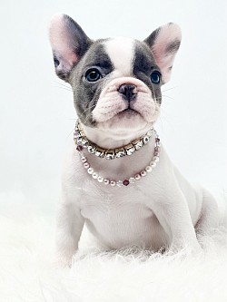 Tilly..Blue Brindle Pied Female..$2500