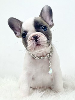 Mollie..Blue Fawn Pied Female..$3200