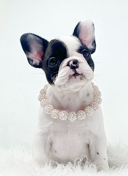 Millie..Black Pied Female..$3000