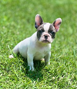 Tilly..Blue Brindle Pied Female..$2500
