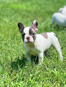 Mollie..Blue Fawn Pied Female..$3000