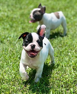 Millie..Black Pied Female..$3000