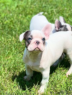 Piglet..Blue Pied Male..$3000