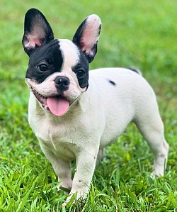 Millie..Black Pied Female..$2500