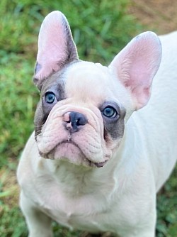 Piglet..Blue Brindle Pied Male..$2650
