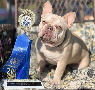 Lilac French bulldog stud Pennsylvania