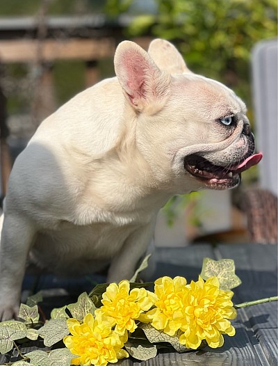 French bulldog cream Pennsylvania