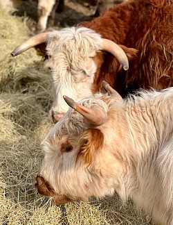 Mini cows Pennsylvania