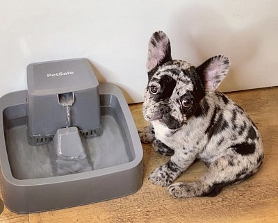 French bulldog merle pennslyvania