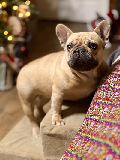 Fawn French bulldog breeder Pennsylvania