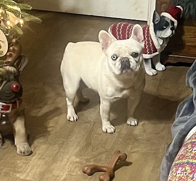 French bulldog cream Pennsylvania