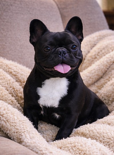 Black French bulldog