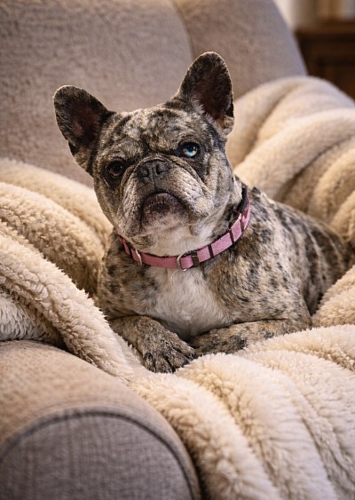 Merle french bulldog Pennsylvania