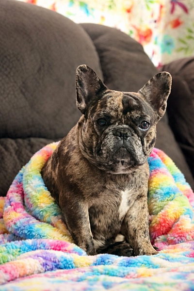 Merle French bulldog Pennsylvania