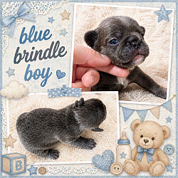 Blue French bulldog puppy Pennsylvania